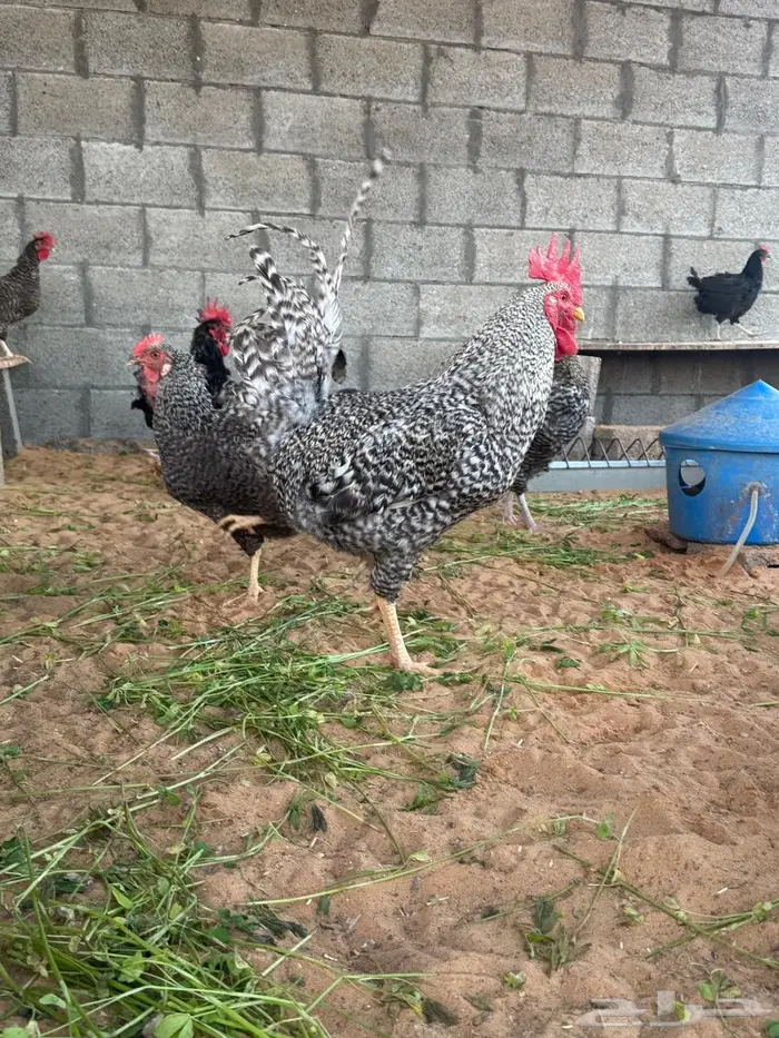 صيصان تركي للبيع 3