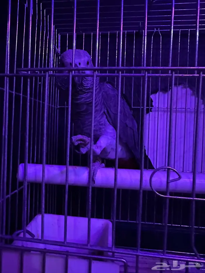 كاسكو بطل كلام 1