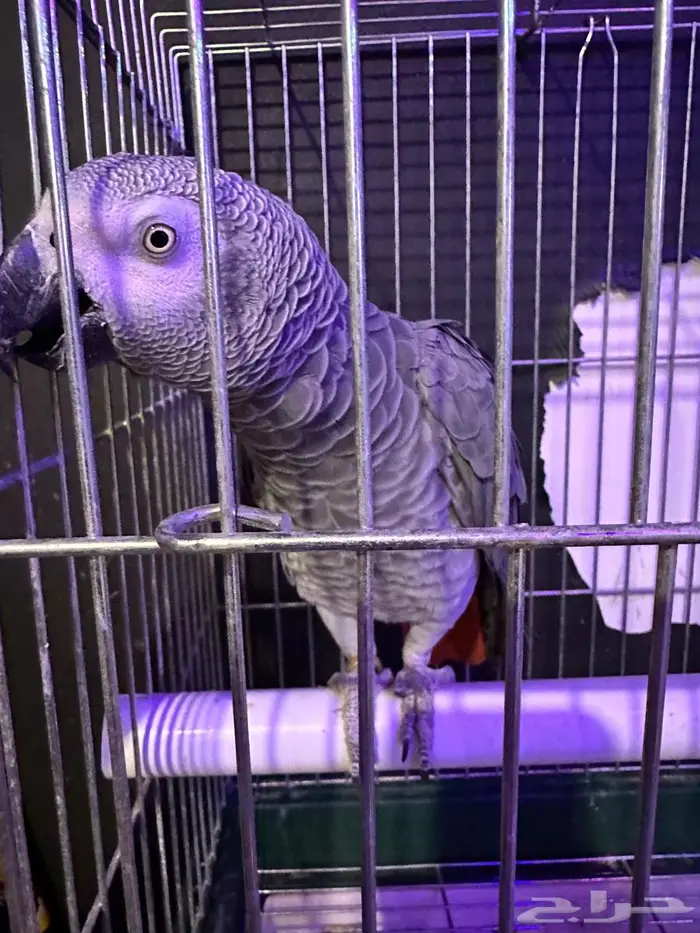 كاسكو بطل كلام 2