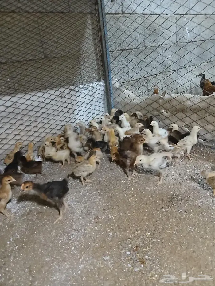 صيصان دجاج فرنسي للبيع 2