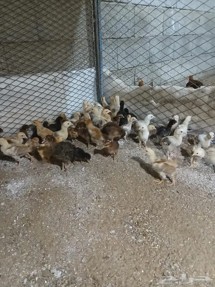 صيصان دجاج فرنسي للبيع 1