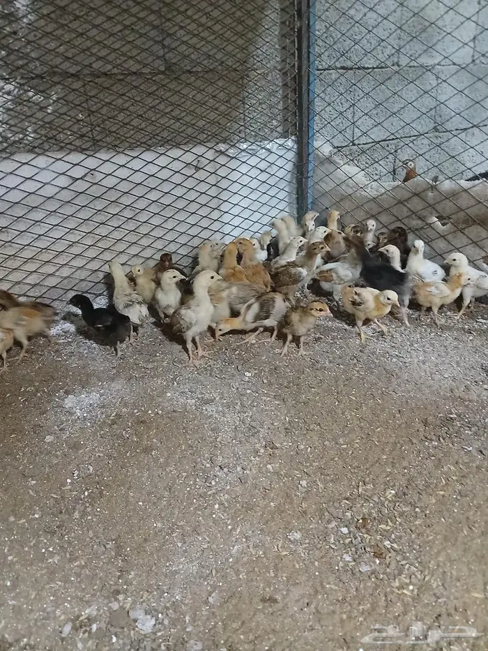 صيصان دجاج فرنسي للبيع 4