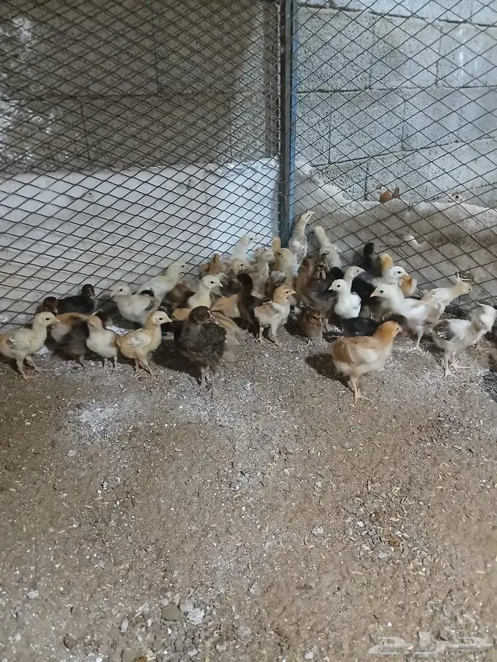 صيصان دجاج فرنسي للبيع 0