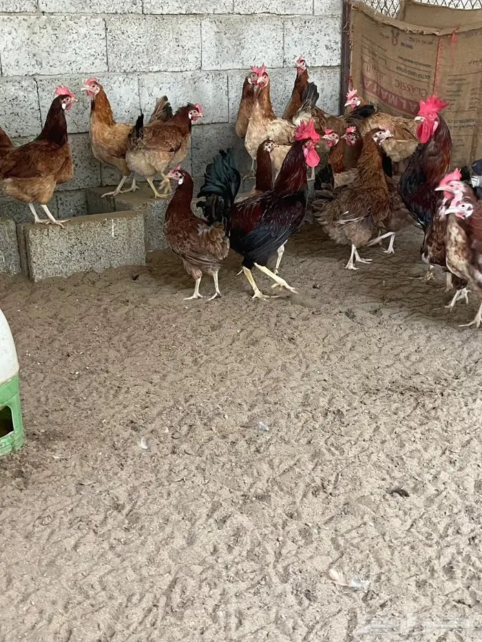 صيصان دجاج فرنسي للبيع 5