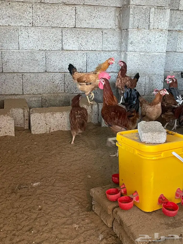 صيصان دجاج فرنسي للبيع 7