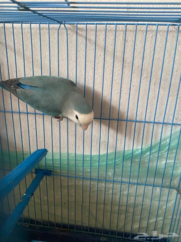 روز طقطق فيشر 3