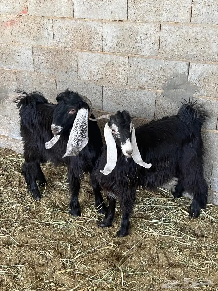 تيوس للبيع جذعان فل 2