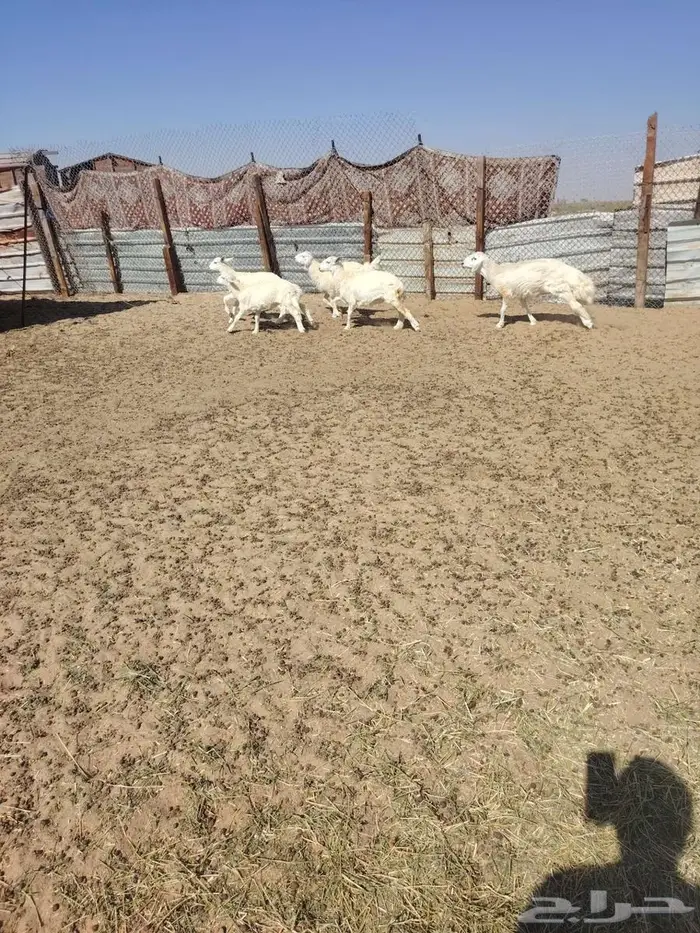 تلي خروف 3 رخل 2 عمر5شهر 3 شهر 0