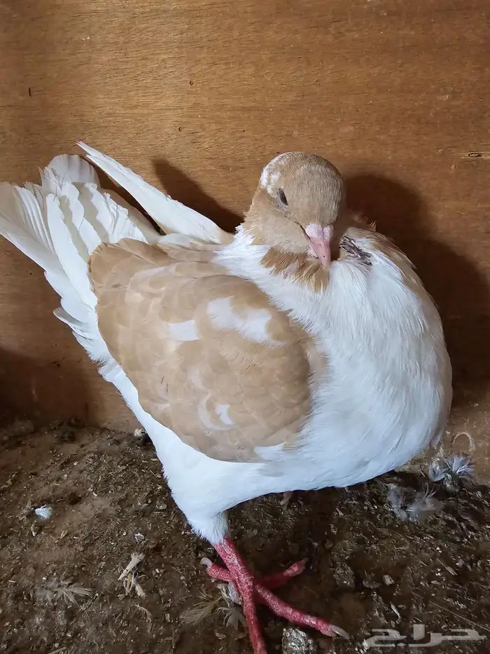 كنق مودينا مكتف أصفر مع عياله 4