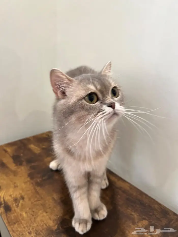 قطه سكوتش ستريت( تم البيع) 2