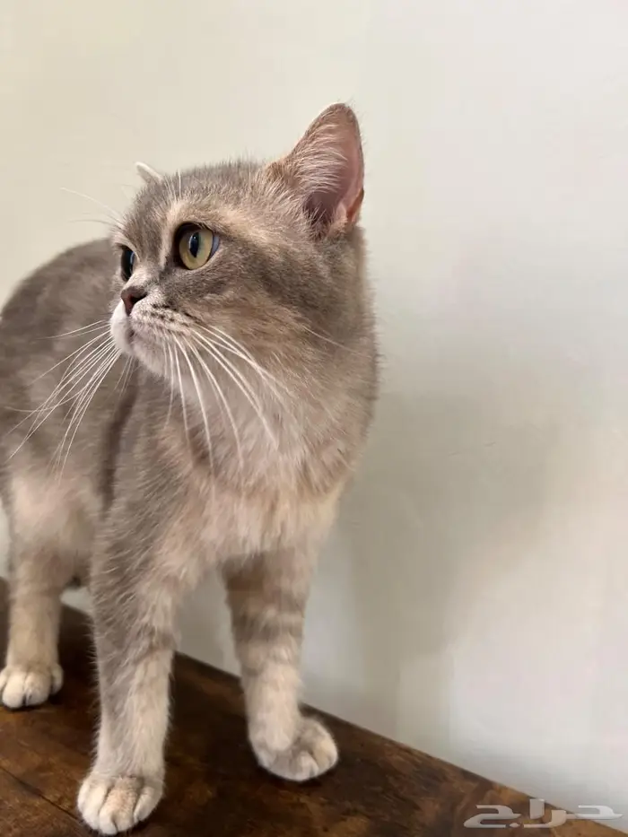 قطه سكوتش ستريت( تم البيع) 4