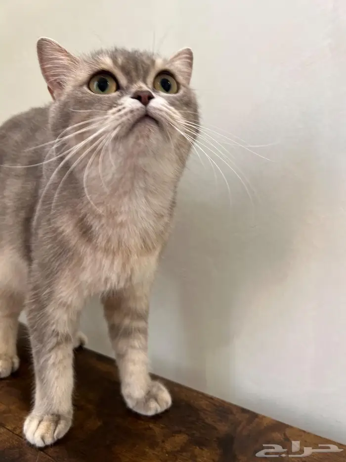 قطه سكوتش ستريت( تم البيع) 5