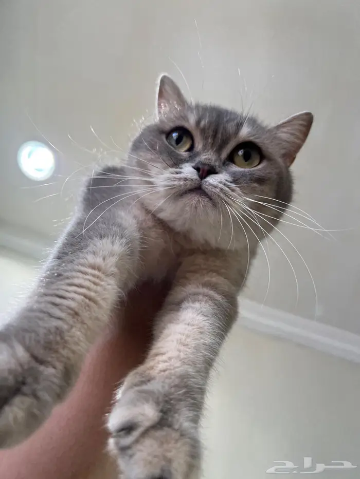 قطه سكوتش ستريت( تم البيع) 7