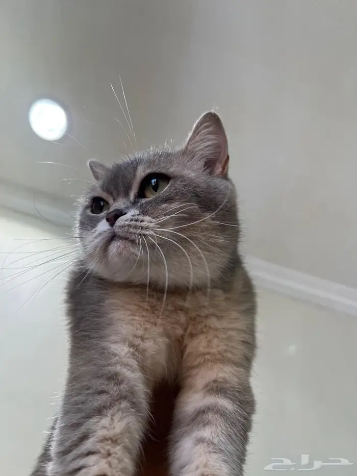 قطه سكوتش ستريت( تم البيع) 3