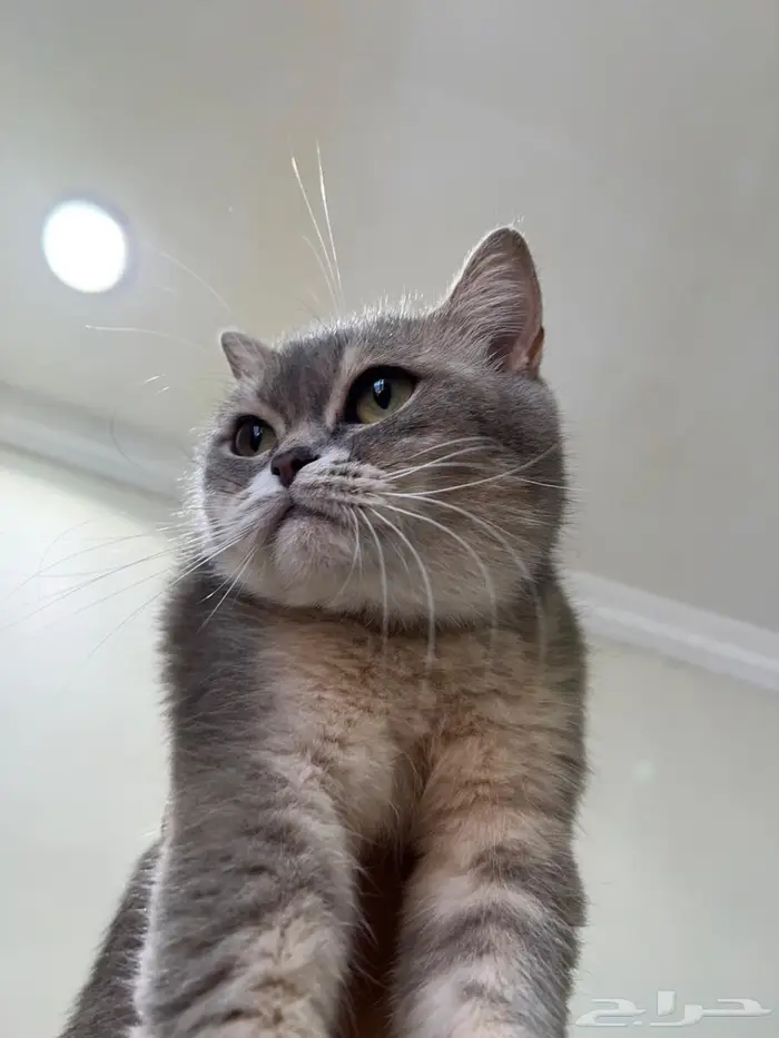 قطه سكوتش ستريت( تم البيع) 9