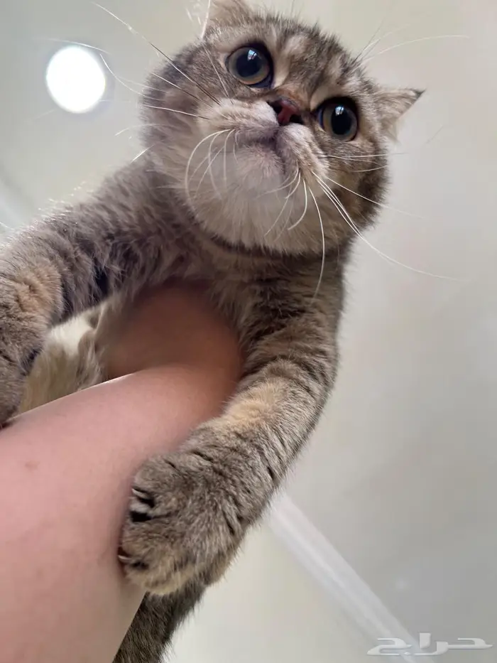 قطه سكوتش فولد حامل( تم البيع) 3