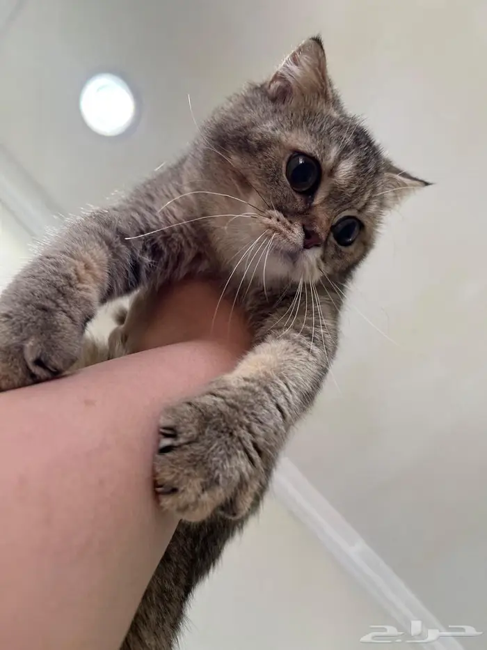 قطه سكوتش فولد حامل( تم البيع) 5