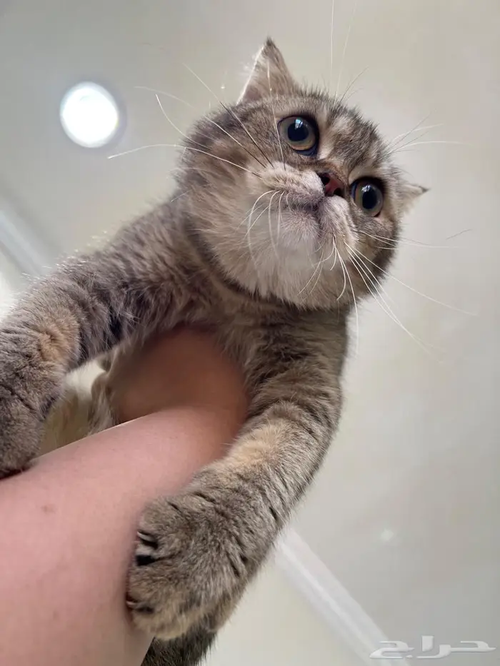 قطه سكوتش فولد حامل( تم البيع) 0