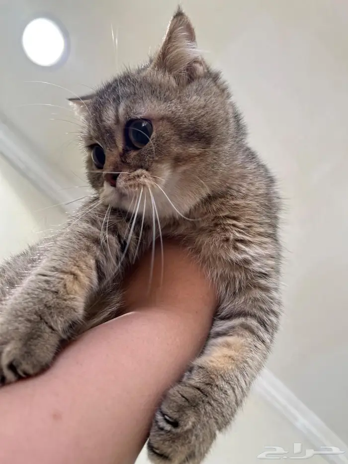 قطه سكوتش فولد حامل( تم البيع) 4