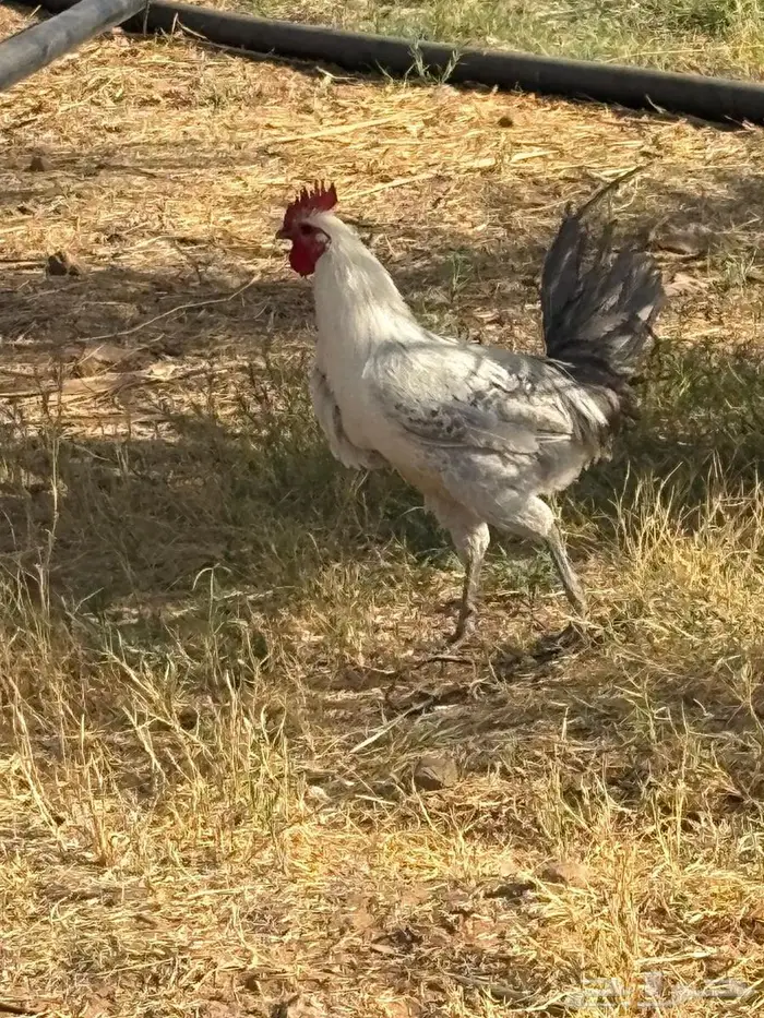 ديكة فيومي لون المنيوم 0