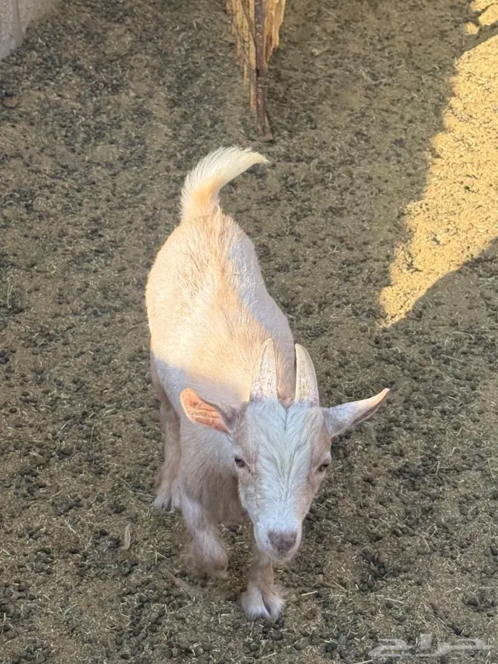 الدلم الصحنه 1