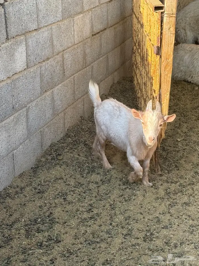 الدلم الصحنه 2