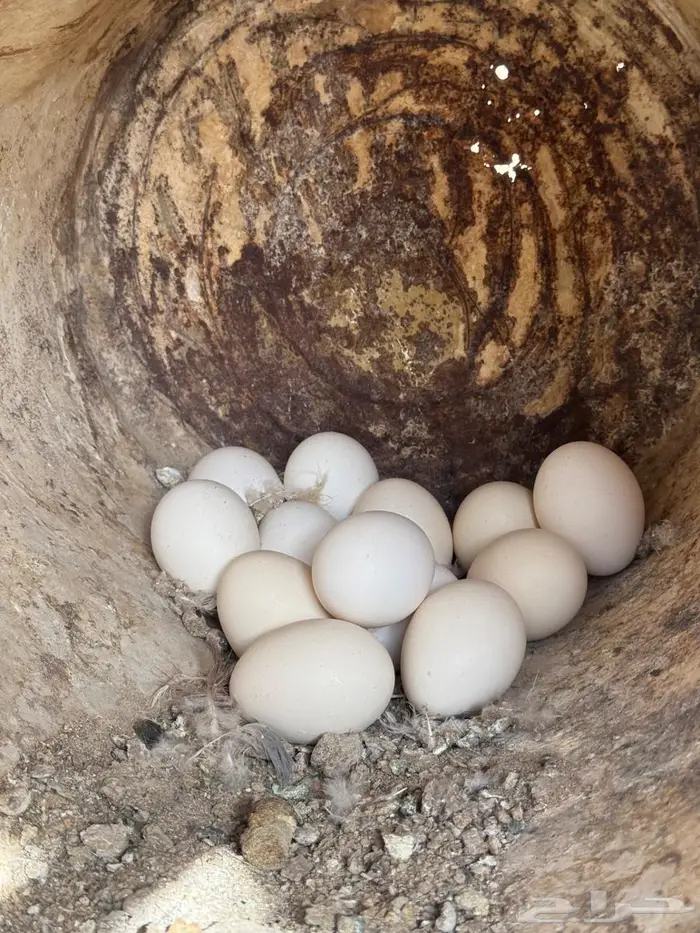 دجاج بلدي بياض 4