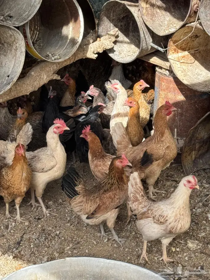 دجاج بلدي بياض 0