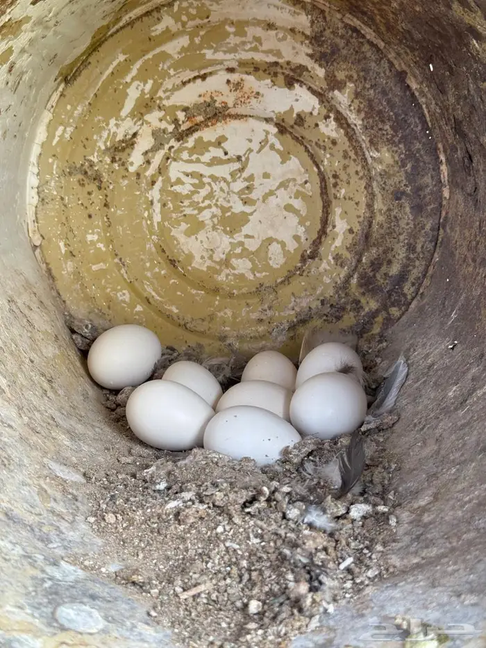 دجاج بلدي بياض 5