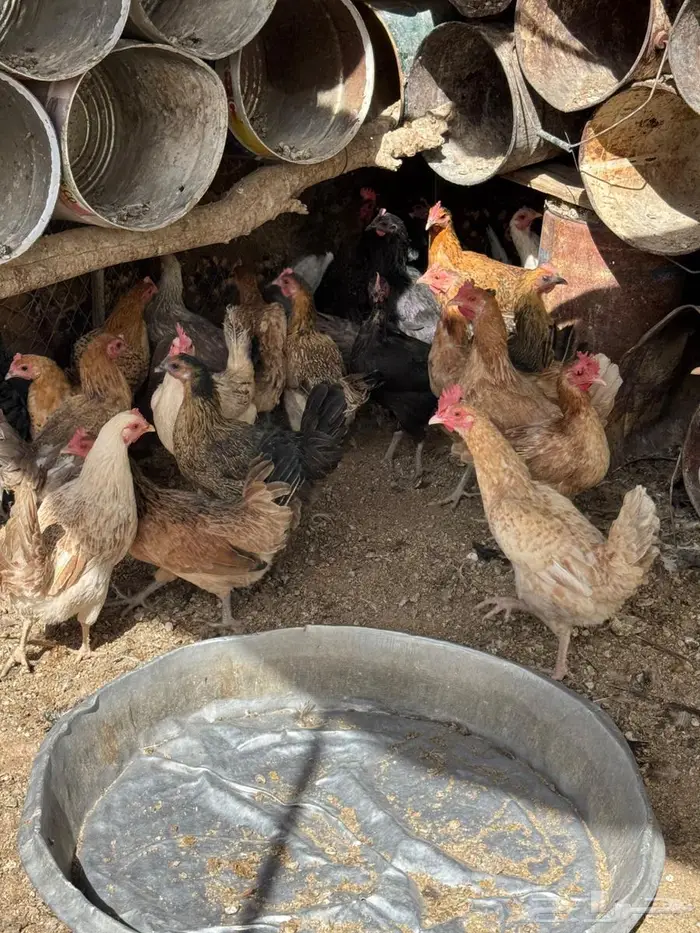 دجاج بلدي بياض 1