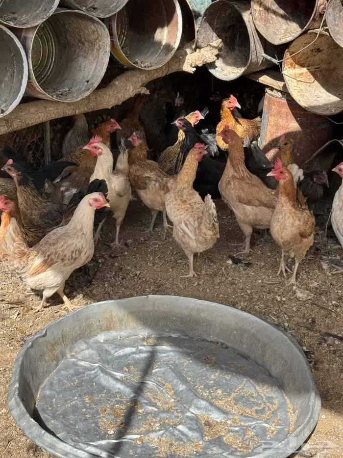 دجاج بلدي بياض 2