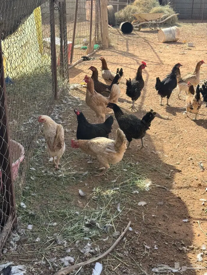 دجاج بلدي بياض 3