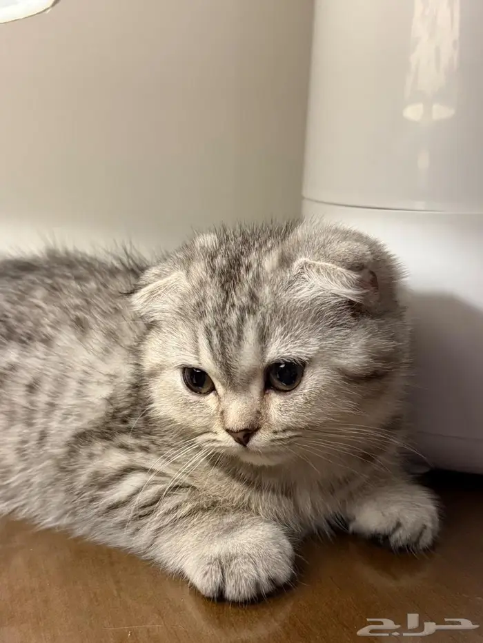 قطة سكوتش للبيع 2