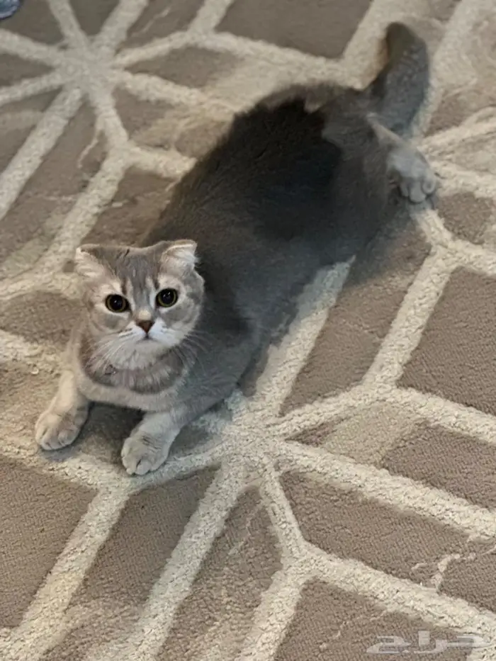 احتاج قط للتزواج 1