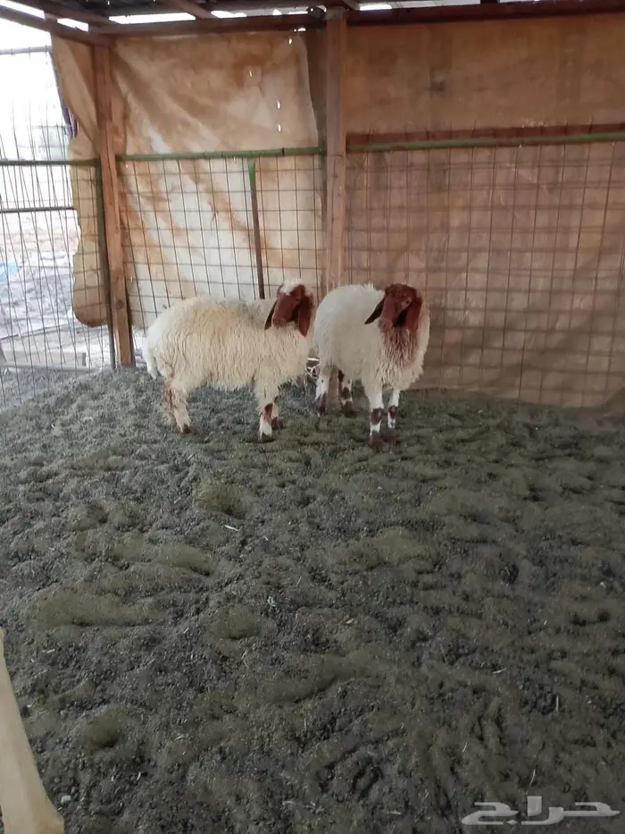 ثلاث رخال وخروف 0