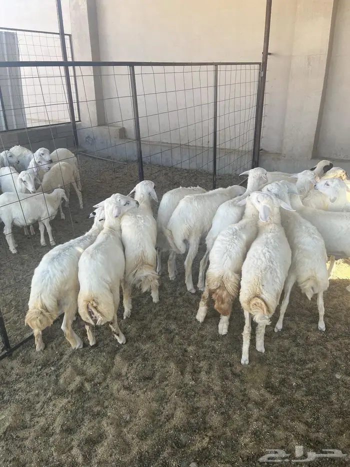 ذبايح حري للبيع 0