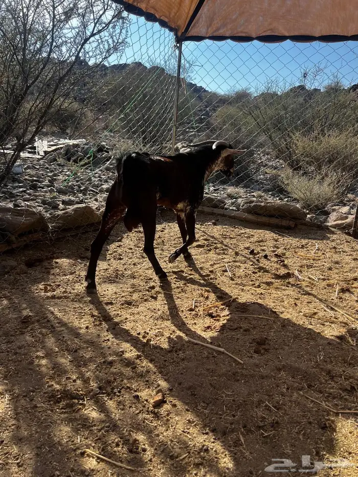 للبيع تيس محايلي اوشح 2