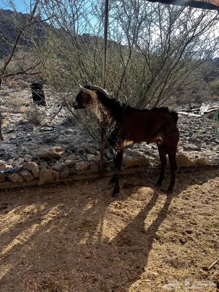 للبيع تيس محايلي اوشح 4