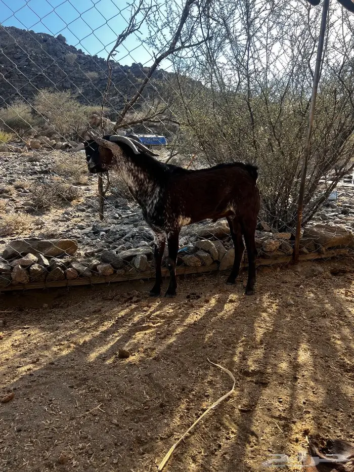 للبيع تيس محايلي اوشح 3