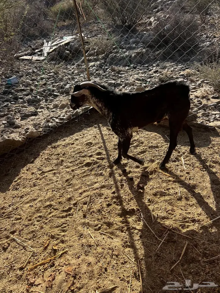 للبيع تيس محايلي اوشح 5