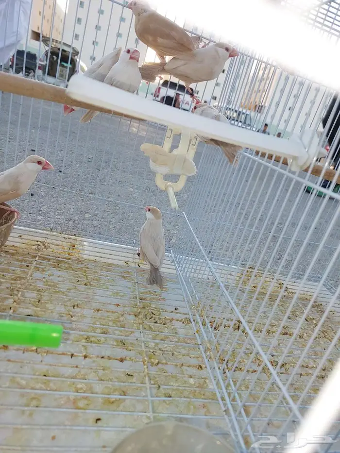 جاوا عكس من الانتاج الحبه 300 والجمله الحبه 250 0