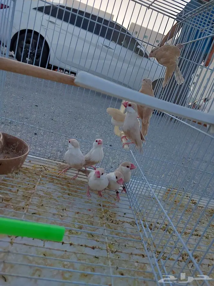 جاوا عكس من الانتاج الحبه 300 والجمله الحبه 250 1