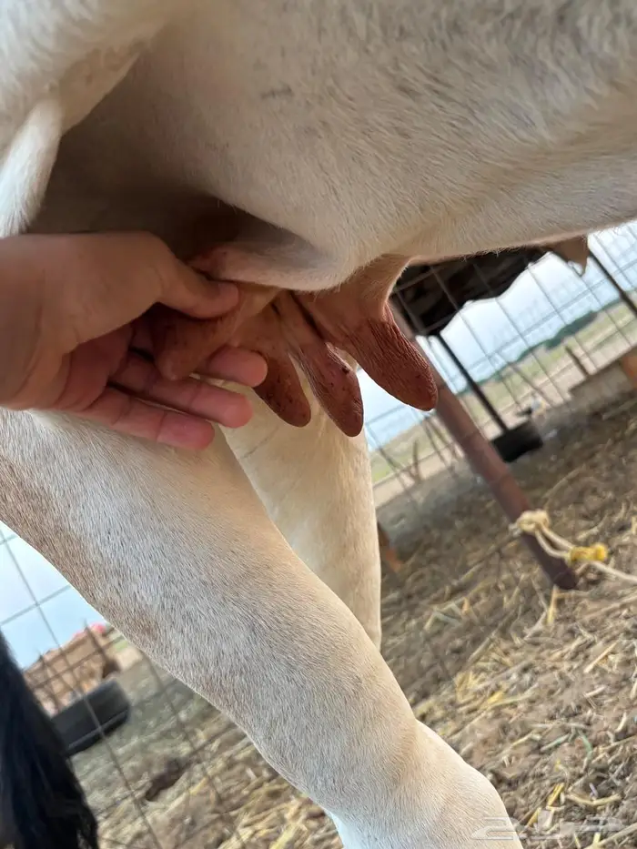 بقره للليع شرط . 0