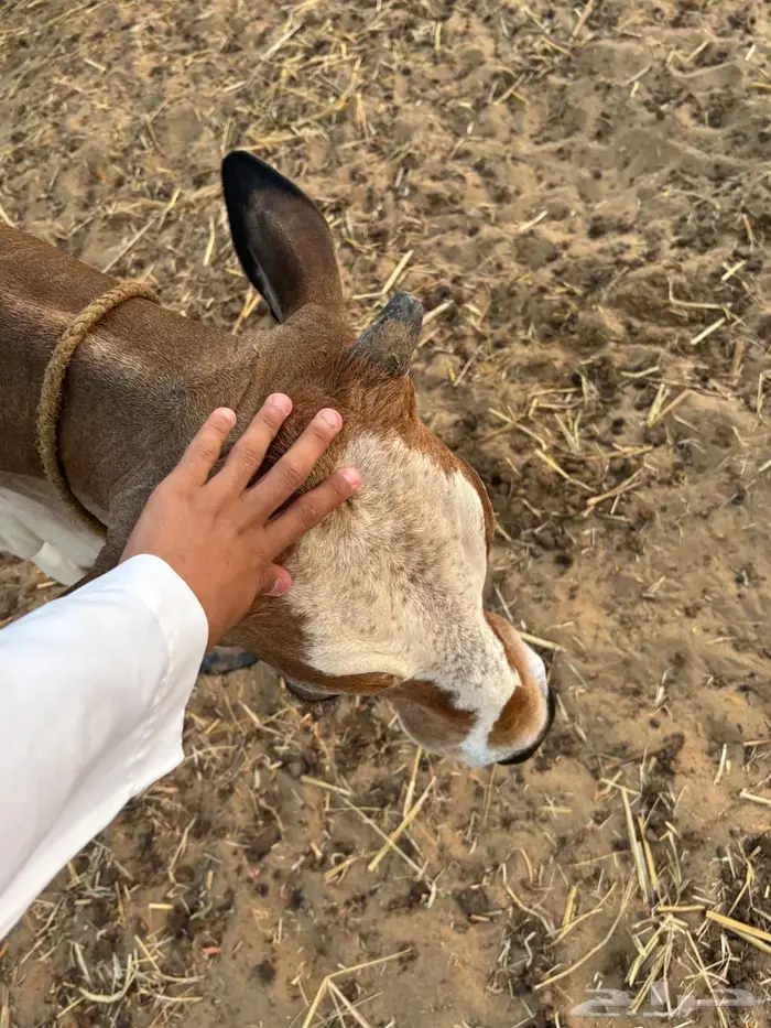 بقره للليع شرط . 1