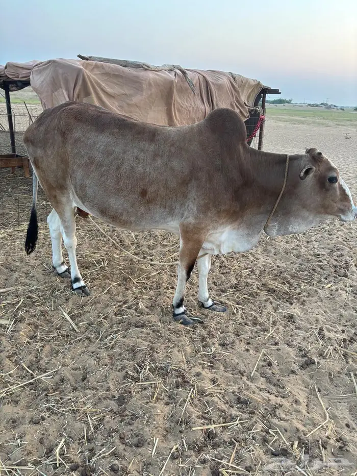 بقره للليع شرط . 2