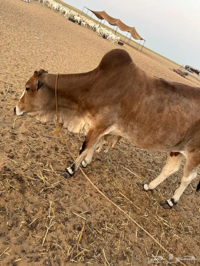 بقره للليع شرط . 3