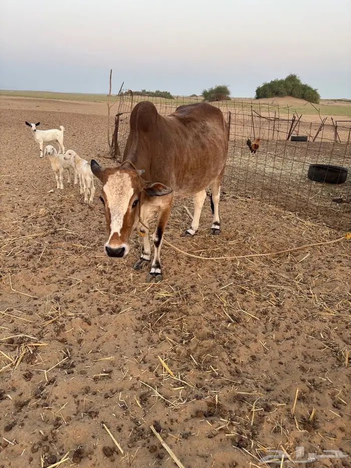 بقره للليع شرط . 4