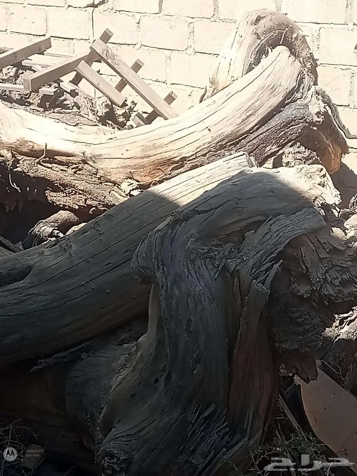 أثل محلي للبيع 0