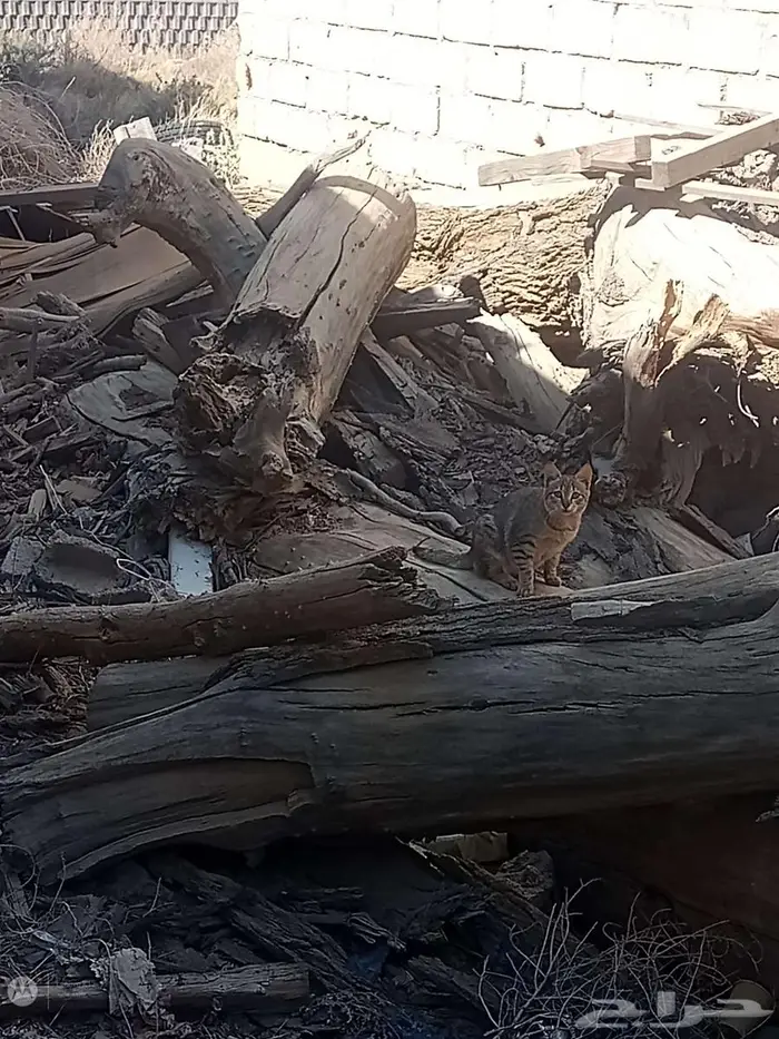 أثل محلي للبيع 2