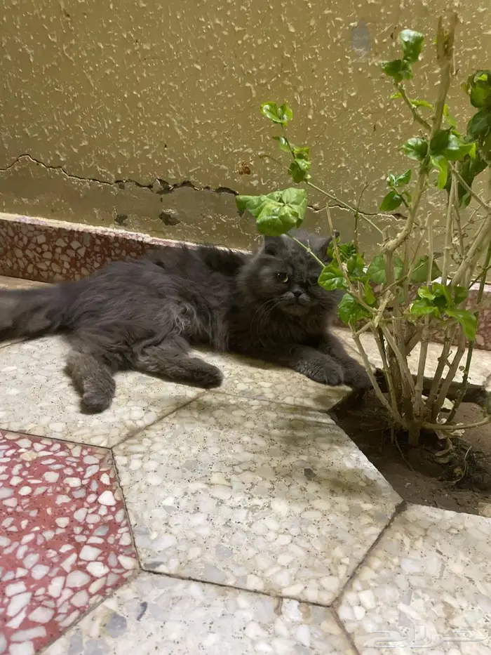 للبيع قط هملايا 0